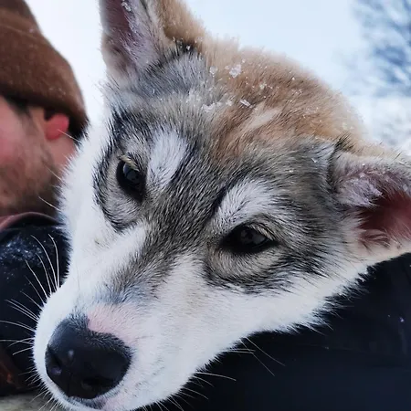 Prázdninový dům Huskyfarm *