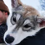 Casa de Férias Huskyfarm *